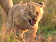 Jon Favreau-backed LION to premiere in India on August 27, follows lion cub Kio’s journey