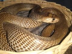 Telangana Forest Department rescues 17 cobras