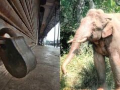 വന്യജീവി ആക്രമണം: ഗൂഡല്ലൂരില് 48 മണിക്കൂര് ഹര്ത്താല് തുടങ്ങി