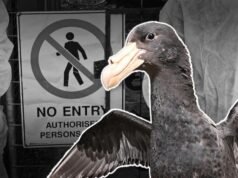 Mass deaths in two states heightens bird flu alarm