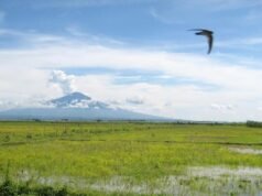 Tsunami warning as earthquake strikes off Indonesia