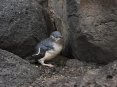 Australia confirms first H5 bird flu case in a little penguin on Phillip Island