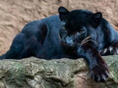Big cat the size ‘of a panther’ spotted in Northamptonshire