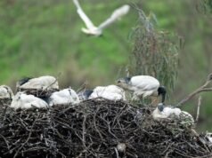 Challenge for native bird colony amid flu outbreak