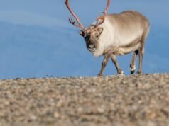 Deer antlers could mend broken bones