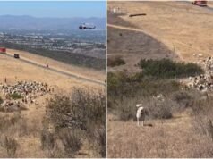 Sheepdog moves herd of goats for emergency helicopter landing in California