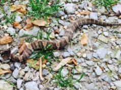 Great snakes, things come to a head at school training