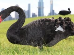 Bird flu threatens to wipe out Australia’s iconic black swans, experts warn