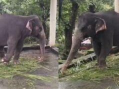കോന്നി ആനത്താവളത്തില് പാപ്പാനെ ആന കുത്തിക്കൊന്നു
