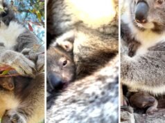 Koala joey marks successful breeding season at Yanchep National Park as visitors invited to choose name