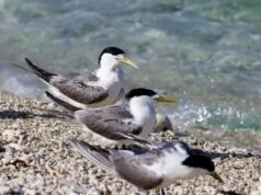First inland bird flu case sparks ‘alarm bells’