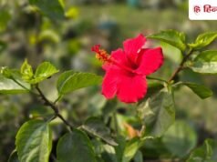 गुड़हल में फूल ही फूल चाहिए? चाय पत्ती का ये हैक नोट कर लें