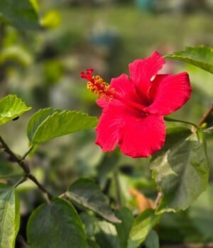 hibiscus-gudhal-plant_1786445261956_1786445262114_972950e0-5da1-47ee-9779-762942bf6eb7.jpg