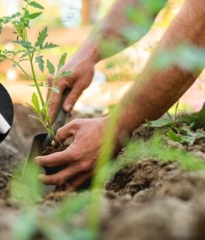 home-gardening-tips_1786011156119_1786011156411_80861b39-cf55-4d40-a89d-854e1cbadedc.jpg