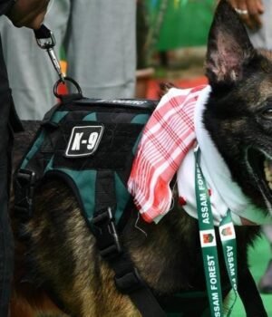 k9-leon--a-belgian-malinois--spent-nearly-eight-years-helping-protect-kaziranga-from-wildlife-crime-294228706-16x9_0.jpg