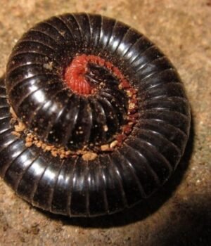 millipede-theratta-897x538.jpg
