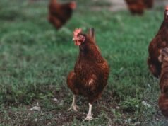 Royal Show cuts poultry competition over bird-flu concerns