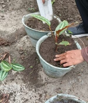 plant-care-tips-at-home_1785909764674_1785909764797_c0ccaa43-ec7e-4dca-9684-f87f838e4f6b.jpg