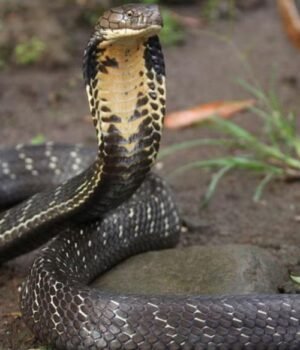 snake.jpg