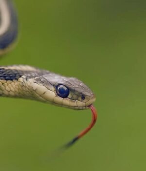 snake-780x470.jpg