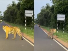 Family freezes in awe as tigress emerges with 3 cubs at Tadoba reserve. Watch