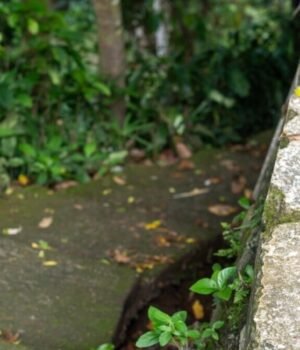 tips_to_clean_moss_from_ditch_area_1786333147750_1786333147916_243b254b-4f64-45ba-8230-71f429433dfe.jpg