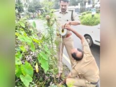 റോഡരികില് ഒരാള് പൊക്കത്തില് കഞ്ചാവ് ചെടി