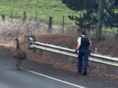 New South Wales Police go viral after sharing hilarious video of officer pursuing emu on country road