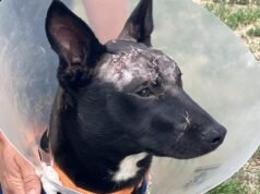 Innocent kelpie suffers horrific hatchet attack, found at South Australian golf course