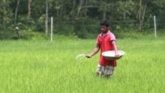 বাংলাদেশে সার নিয়ে আসলে কী চলছে?