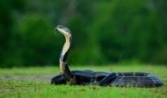 বাংলাদেশ থেকে হারিয়ে যাওয়ার ঝুঁকিতে আট সাপ, কোথায় তাদের বসবাস?