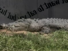 Teenagers face court accused of breaking into Perth Zoo before taunting and beating 4.5m crocodile