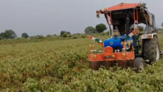 सोयाबीन की फ़सल पर किसान ने क्यों चलाया ट्रैक्टर, एक ने कहा- खेत में पांव रखने का भी मन नहीं