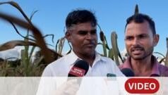 ग्राऊंड रिपोर्ट : माणमध्ये पावसाअभावी पिकं करपली, दुष्काळसदृश परिस्थितीने शेतकरी संकटात