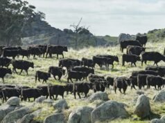 Police probe underway after more than 200 cattle vanish from Wilcannia property in baffling suspected theft