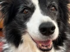Beloved radio host Amanda Keller shares heartbreaking news about pet dog