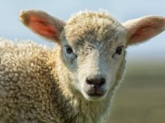 Opinion: The story behind rising red meat costs