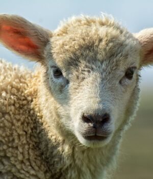 Lamb%20stock%20resized.jpg