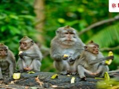 बंदरों ने मचा रखा है आतंक? घर की छत बालकनी से भागने में ये 10 टिप्स आएंगे काम!