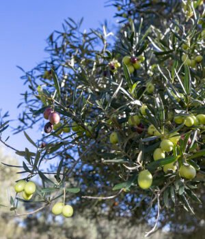 Olives%2001%20copy.jpg
