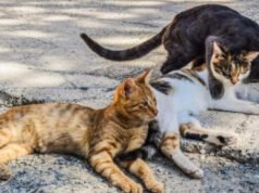 Mumbai man admits to killing stray cats in a fit of rage, held