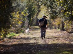 Government funding for Southern Forests Food Council ends