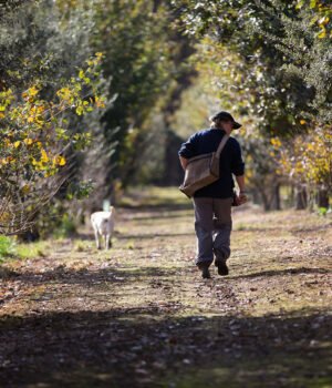 Truffle%20hunt%20with%20dogs%20Manjimup%20Australian%20Truffle%20Traders-2641%20copy.jpg