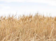 CBH splashes $680,000 on charity from overloaded grain truck profits