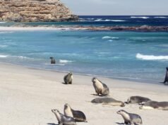 South Australia confirms first case of H5 bird flu in sea lion at Kangaroo Island
