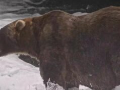 Gentle giant declared winner of Alaska’s Fat Bear Week