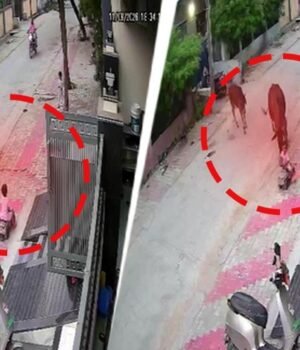 cctv-shows-stray-cow-attack-on-boy-in-rajasthan--mother-gets-hurt-saving-him-135408401-16x9_0.jpg