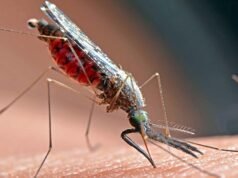Why do mosquitoes bite some people more? IIT Kanpur studies their brain