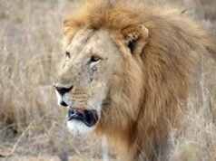 Ten lions found dead in Tanzania in suspected poisoning