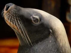 ‘Devastation’ fears as bird flu found in four sea lions